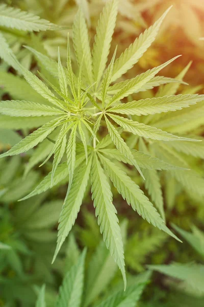Cannabis green plant. Anti law herb. Cbd field. Hemp garden. Medicine drug