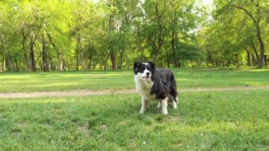 Yeşil Çim 'de Mutlu Sınır Çobanı. Köpek eğitimi