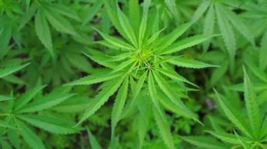 Kenevir yeşili bitki. Kanun karşıtı bitki. Cbd alanı. Kenevir bahçesi. Tıp arkaplanı