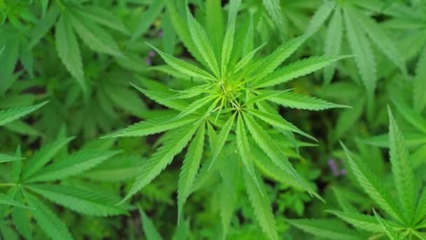 大麻の緑の植物。抗法ハーブ。Cbdフィールド。麻の庭。医学的背景 — ストック動画
