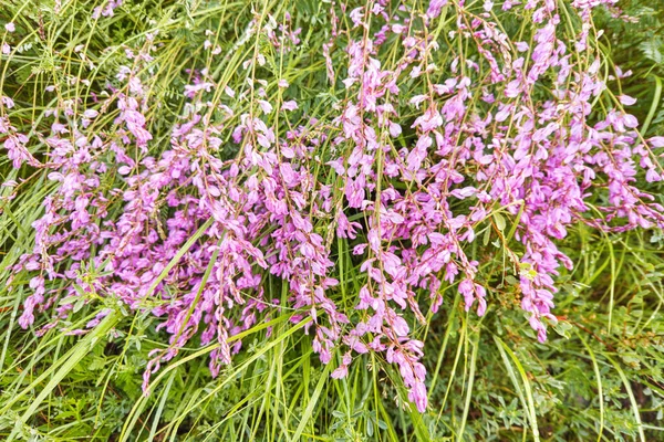 April pink flower at meadow. Lying at green grass. Floral field