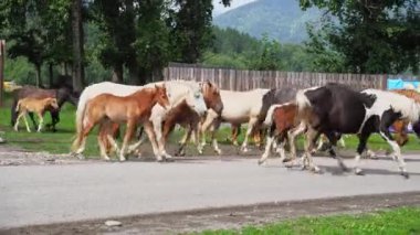 Tatil manzarası. Akşamları at dışarıda. Rus Altai Dağları