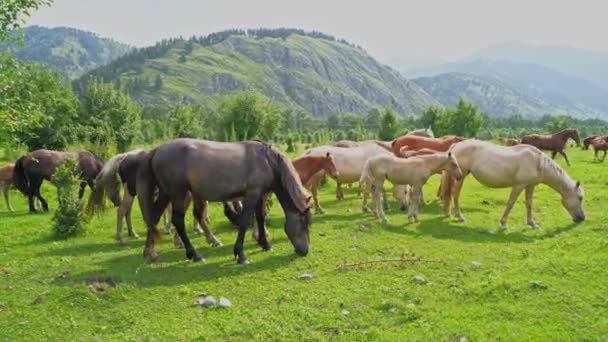 Nyaralási táj. Ló a szabadban este. Orosz Altai-hegység — Stock videók