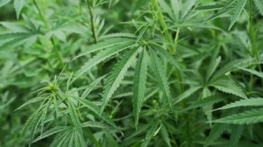 Kenevir yeşili bitki. Kanun karşıtı bitki. Cbd alanı. Kenevir bahçesi. Tıp arkaplanı
