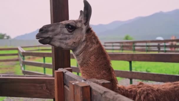 1,547 Llama Videos, Royalty-free Stock Llama Footage | Depositphotos