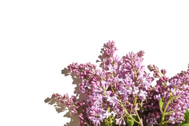 Moda güneşli leylak modeli. Beyaz kağıt. Doğa bahçe tasarımı. Çiçek kartı