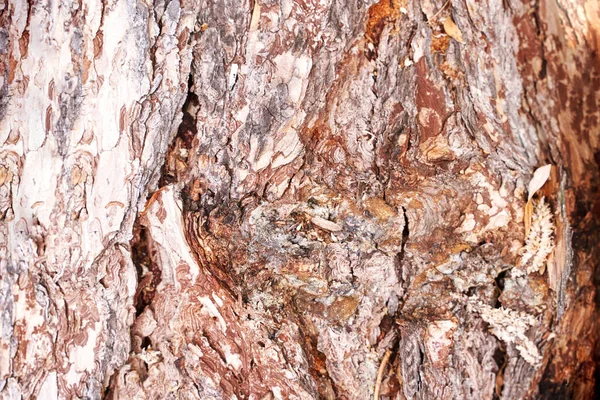 Πεύκο υφή. Cedar μακροεντολή φόντο. Επιφάνεια της φύσης ξύλου — Φωτογραφία Αρχείου