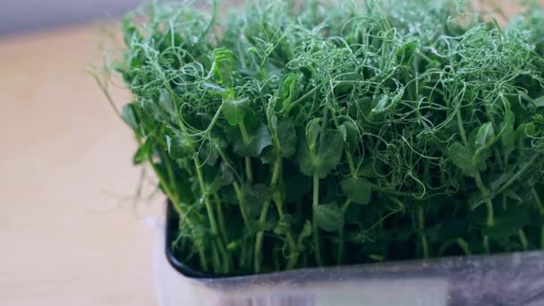 Des petits pois. Des buissons verts poussent. Écologie Aliments biologiques sains — Video