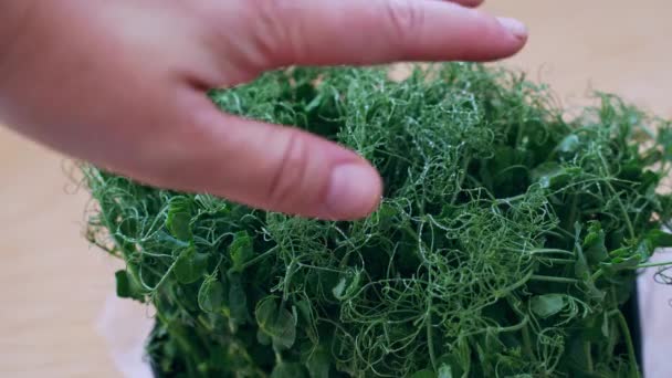 Mikrozöld borsó. Zöld bokrok nőnek ki. Ökológia egészséges bioélelmiszerek — Stock videók