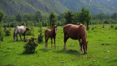 Tatil manzarası. Akşamları at dışarıda. Rus Altai Dağları