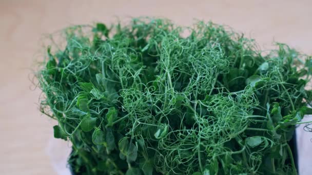 Mikrozöld borsó. Zöld bokrok nőnek ki. Ökológia egészséges bioélelmiszerek — Stock videók