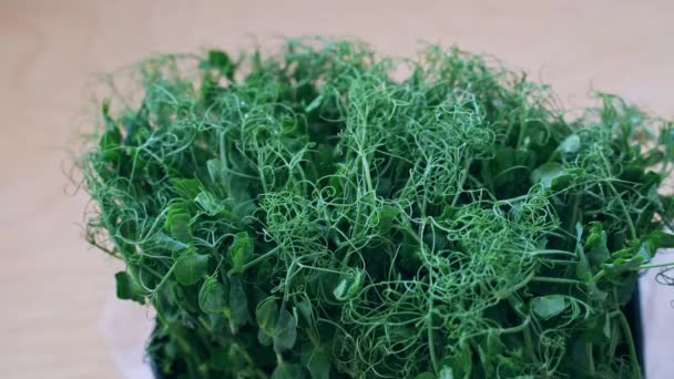 Des petits pois. Des buissons verts poussent. Écologie Aliments biologiques sains — Video