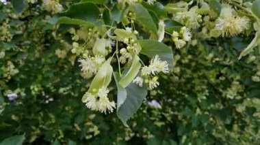 Linden ağacı. Bitki çiçeği. Yeşil yaprak ve sarı çiçek. Sağlık hizmetleri çiçek açıyor.