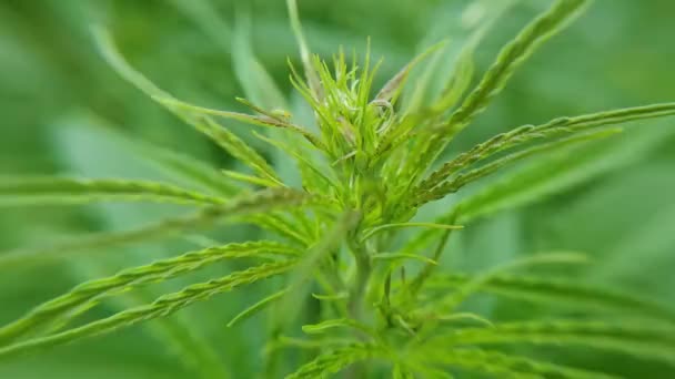 大麻の緑の植物。抗法ハーブ。Cbdフィールド。麻の庭。医学 — ストック動画