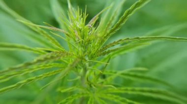 Kenevir yeşili bitki. Kanun karşıtı bitki. Cbd alanı. Kenevir bahçesi. İlaç.