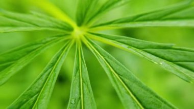 Kenevir yeşili bitki. Kanun karşıtı bitki. Cbd alanı. Kenevir bahçesi. İlaç.