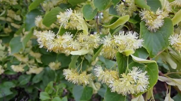 Linden. Kräuterblüte. Grünes Blatt und gelbe Blume. Blütezeit des Gesundheitswesens — Stockvideo