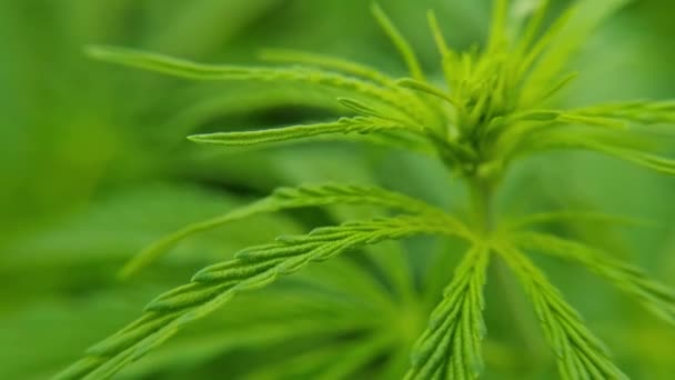 大麻の緑の植物。抗法ハーブ。Cbdフィールド。麻の庭。医学 — ストック動画