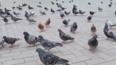 Birçok güvercin yaz caddesinde yürüyor. Kentsel alanda bir grup kuş