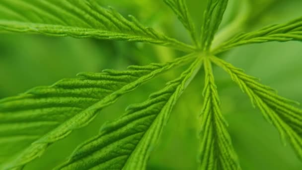 大麻绿色植物。反法律药草。Cbd场。大麻园。医药 — 图库视频影像