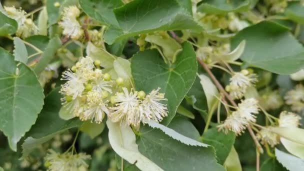Linden tree. Herbal blossom. Green leaf and yellow flower. Healthcare bloom — Stock Video