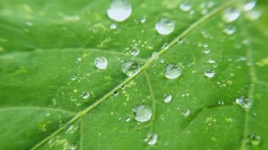 Yeşil yaprağın üzerine su damlası. Doğanın arka planı. Şeffaf ıslak baloncuk. Botanik