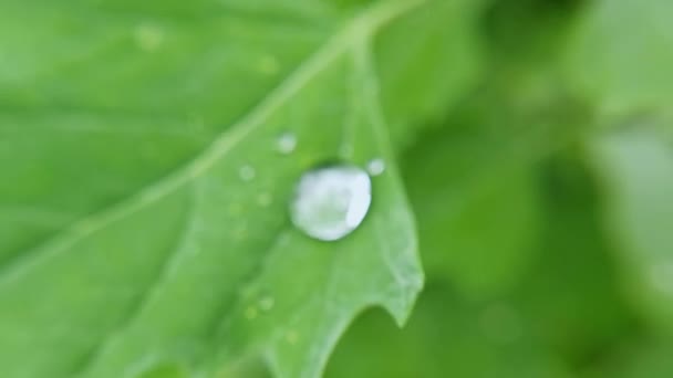 Капля воды на зеленом листе. Природа затуманена. Прозрачный мокрый пузырь. Ботаника — стоковое видео