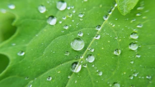 緑の葉に水が落ちる。自然を背景に。透明な湿式バブル。植物 — ストック動画