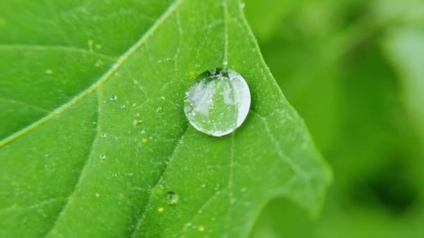 Капля воды на зеленом листе. Природа затуманена. Прозрачный мокрый пузырь. Ботаника — стоковое видео