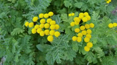 Vulgare bitkisi. Yeşil yaprak ve sarı çiçek. Doğanın arka planı. Botanik otu.
