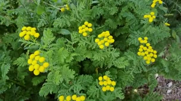 Hierba vulgar. Hoja verde y flor amarilla. Fondo de la naturaleza. Ragwort botánica — Vídeo de stock