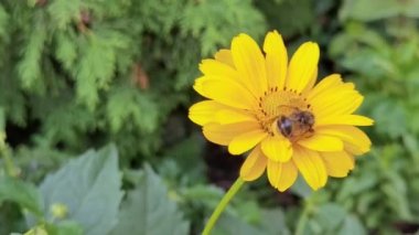 Arı çiçeğin yanında uçar. Böcek alerjisi makro video. Yeşil çimenler. Yabanarısı bahçesi