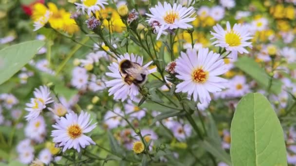 蜂は花の近くを飛ぶ。アレルギー昆虫マクロビデオ。緑の草。バンブルビー園 — ストック動画