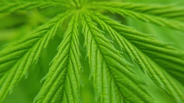 大麻绿色植物。反法律药草。Cbd场。大麻园。医药 — 图库视频影像