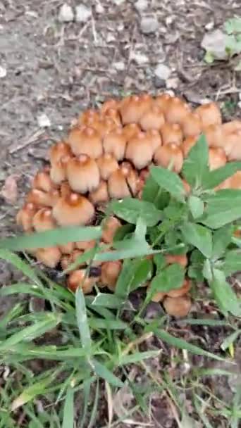 Pilze im Wald in der Nähe des Hauses. Zoomen — Stockvideo