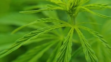 Kenevir yeşili bitki. Kanun karşıtı bitki. Cbd alanı. Kenevir bahçesi. İlaç.