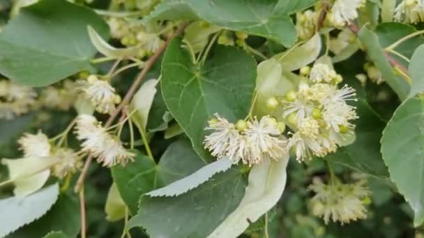 Linden. Kräuterblüte. Grünes Blatt und gelbe Blume. Blütezeit des Gesundheitswesens — Stockvideo