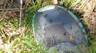 Orman karıncaları başka bir yere gidiyor. Bir sürü böcek. Kum geçmişi. Yavaş çekim