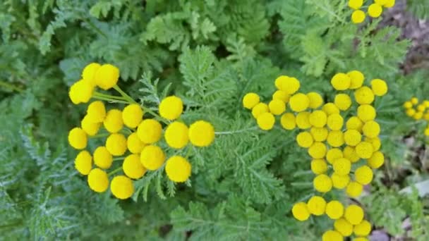 Hierba vulgar. Hoja verde y flor amarilla. Fondo de la naturaleza. Ragwort botánica — Vídeo de stock