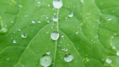 Yeşil yaprağın üzerine su damlası. Doğanın arka planı. Şeffaf ıslak baloncuk. Botanik