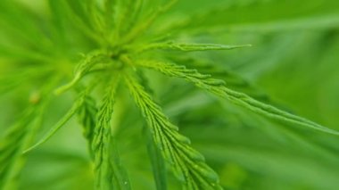 Kenevir yeşili bitki. Kanun karşıtı bitki. Cbd alanı. Kenevir bahçesi. İlaç.