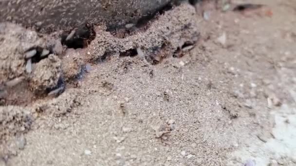 Les fourmis de ville avec des ailes se déplacent ailleurs. Des insectes volants. Fond de sable. Doucement. — Video