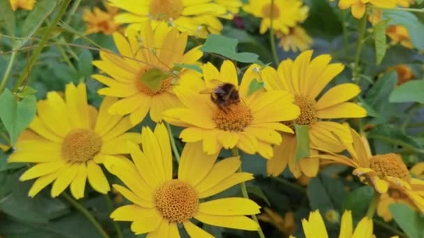 Pszczoła lata w pobliżu kwiatu. Alergiczny film makro owadów. Zielona trawa. Ogród trzmielowy — Wideo stockowe