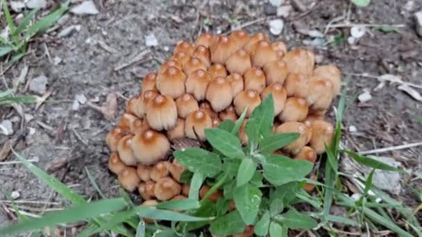 Vídeo de cogumelos em câmara lenta. Canto da natureza na cidade. Planta em crescimento — Vídeo de Stock