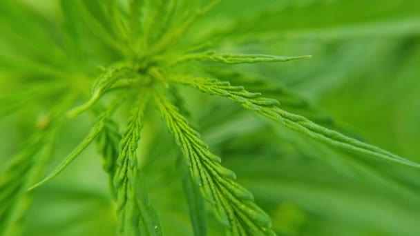 Cannabis grüne Pflanze. Gesetzesfeindliches Kraut. Cbd-Feld. Hanfgarten. Medizin — Stockvideo