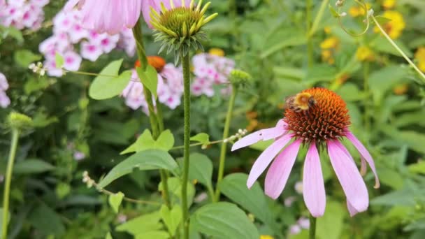 Bienen fliegen in Blütennähe. Makrovideo für Allergiker. Grünes Gras. Hummelgarten — Stockvideo