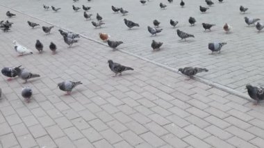 Birçok güvercin yaz caddesinde yürüyor. Kentsel alanda bir grup kuş