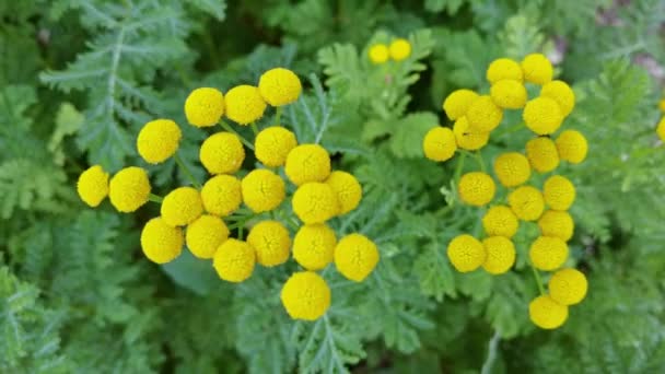 Hierba vulgar. Hoja verde y flor amarilla. Fondo de la naturaleza. Ragwort botánica — Vídeos de Stock