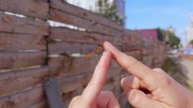 İnsanların parmaklarında sinek uçar. Şeffaf kanatlı flagonfly