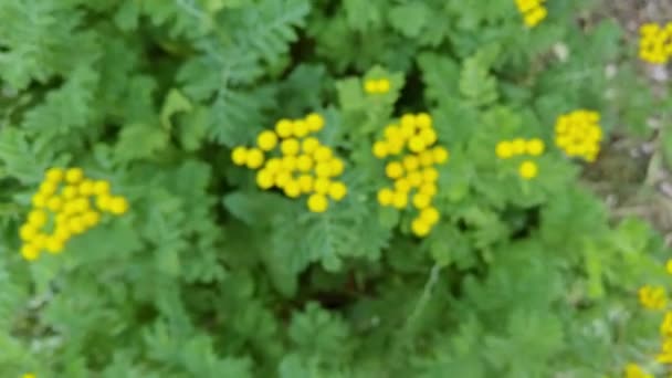 Hierba vulgar. Hoja verde y flor amarilla. Fondo de la naturaleza. Ragwort botánica — Vídeos de Stock